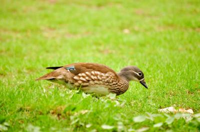 Download free animal duck grass green image