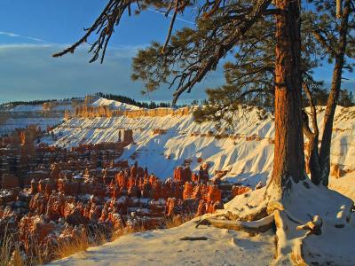 Download free tree landscape snow rock image