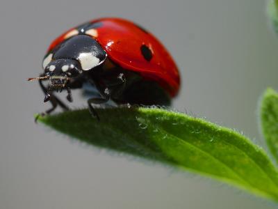 Download free insect leaf animal ladybug image