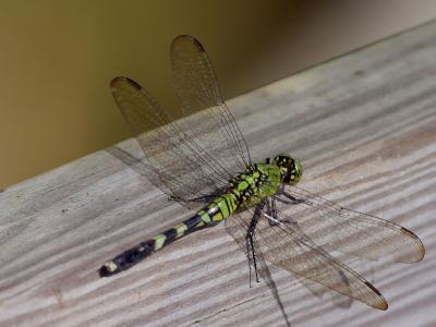Download free dragonfly insect animal image