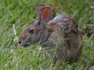Download free animal grass rabbit image