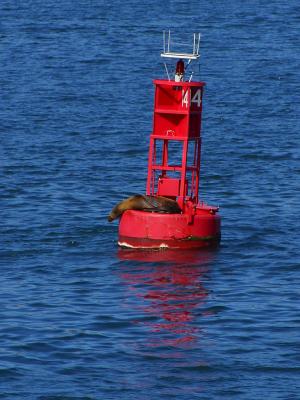 Download free red sea water buoy seal image