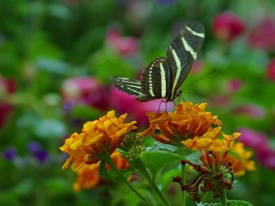 Download free insect animal flower butterfly image