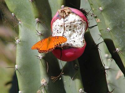 Download free insect animal cactus plant butterfly image