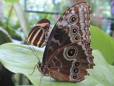Download free insect leaf animal butterfly image