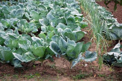 Download free garden plant garlic cabbage image