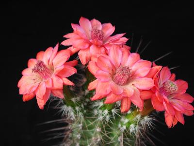 Download free flower pink cactus plant image
