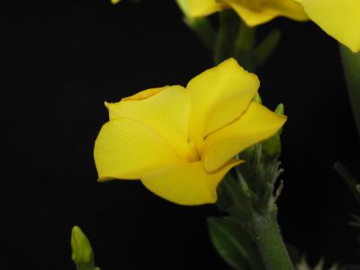 Download free flower yellow plant image