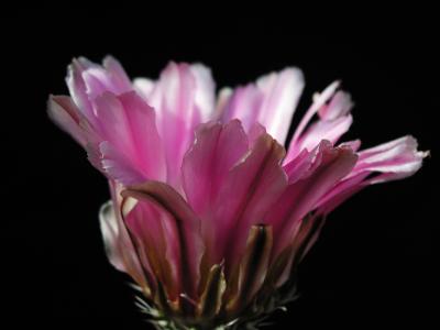 Download free flower pink purple plant image