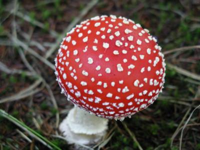 Download free red mushroom white image