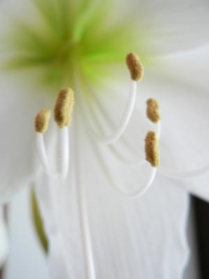 Download free flower white petal image