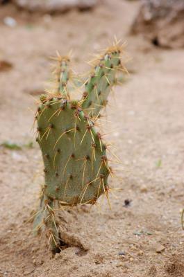 Download free cactus sand plant image
