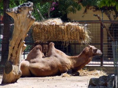 Download free animal camel image