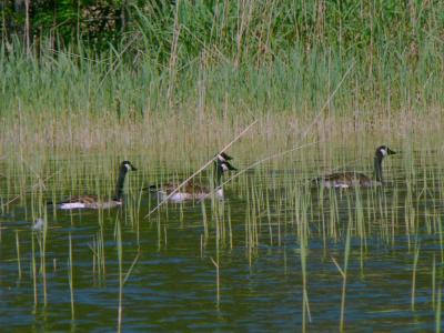 Download free animal lake water duck grass image