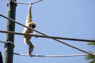 Download free animal monkey image