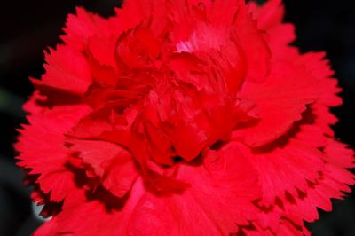 Download free flower red plant image