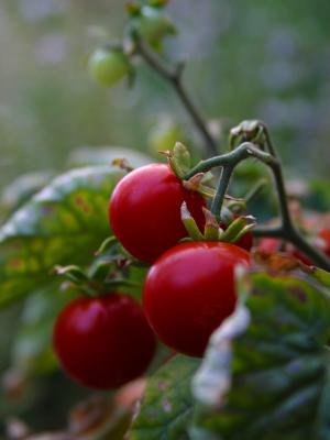 Download free leaf food plant cherry image