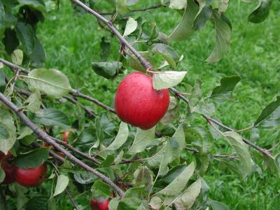 Download free tree red grass green apple image