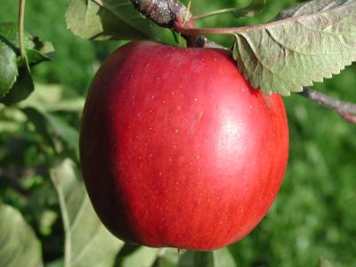 Download free tree red apple image