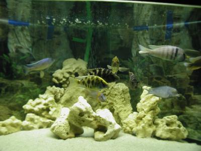 Download free fish sand aquarium image