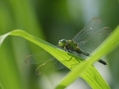 Download free dragonfly insect leaf image
