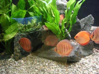 Download free animal fish stone aquarium alga image