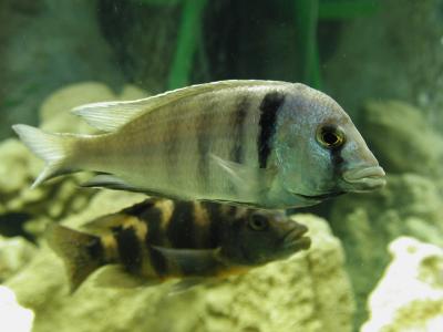 Download free animal fish grey stripe aquarium image