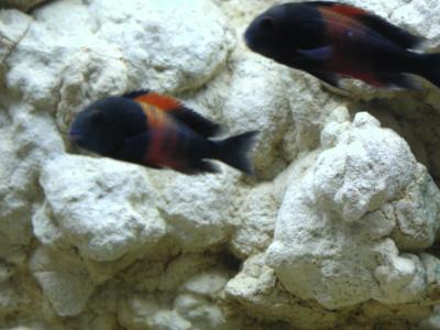 Download free animal fish stone aquarium black fuzzy image