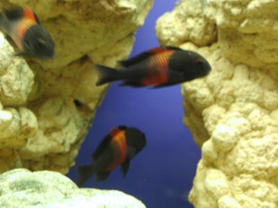 Download free animal fish stone aquarium image