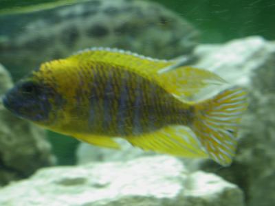 Download free animal fish yellow stone stripe aquarium image