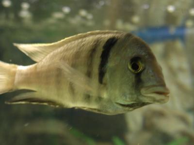 Download free animal fish grey image