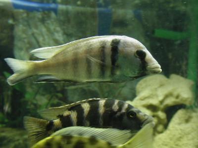 Download free animal animal fish grey stripe image