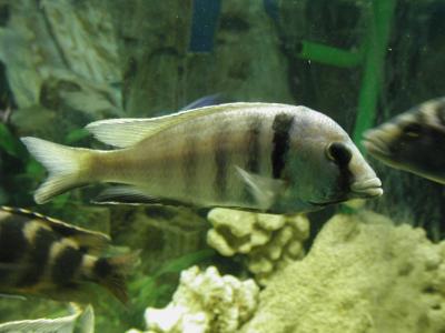 Download free animal fish grey stripe image