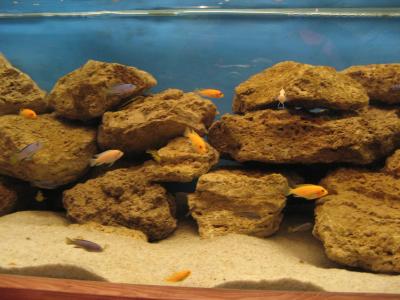 Download free fish water sand stone aquarium image