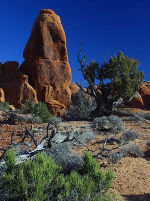 Download free tree stone desert image