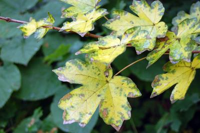 Download free leaf yellow green image