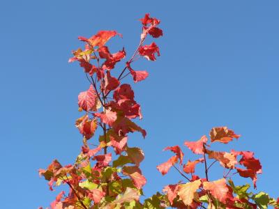 Download free leaf red blue sky image