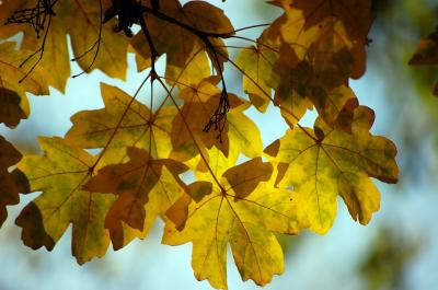Download free leaf yellow image