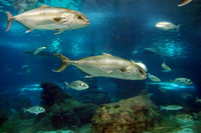 Download free animal fish water image