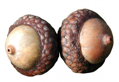 Download free acorn oak fruit image