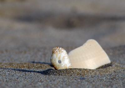 Download free sand shell image