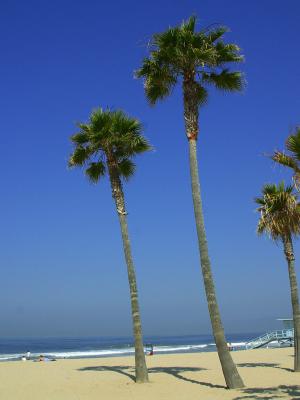 Download free tree blue beach sky image