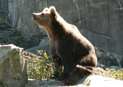 Download free animal bear image