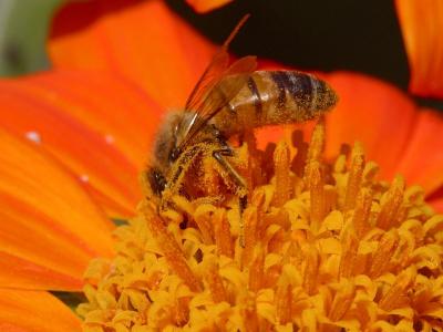 Download free insect animal bee flower orange image