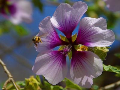 Download free insect animal bee flower purple image