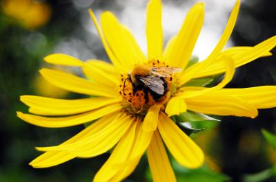 Download free insect animal bee flower yellow image
