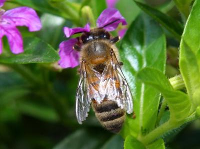 Download free insect leaf animal bee flower image