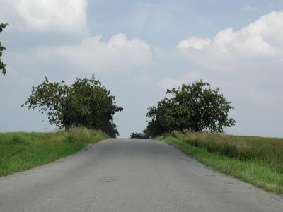 Download free tree road image