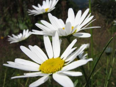 Download free flower yellow white image
