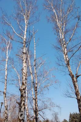 Download free forest tree blue sky image